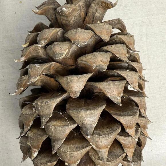 Giant Coulter Pine Cone 7-10 INCHES - Picture 6 of 9